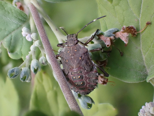 Brown Marmorated Stink Bug