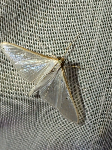Jasmine Moth