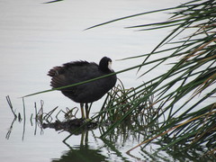 Fulica americana