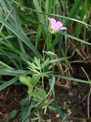 Long-stalked Crane's-bill