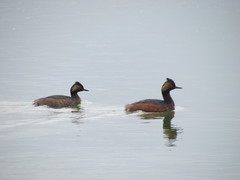 Podiceps nigricollis