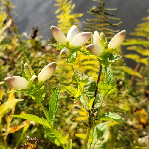 white turtlehead