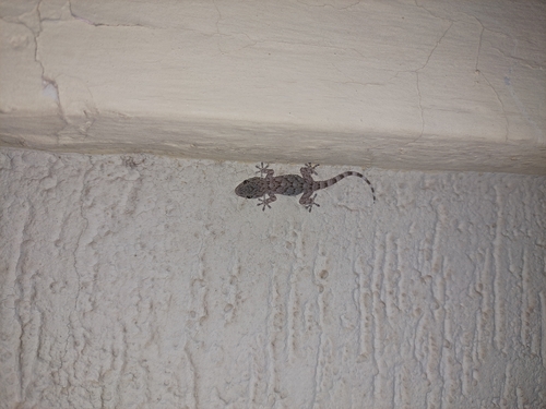 Moorish Gecko