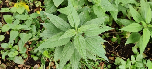 great stinging nettle
