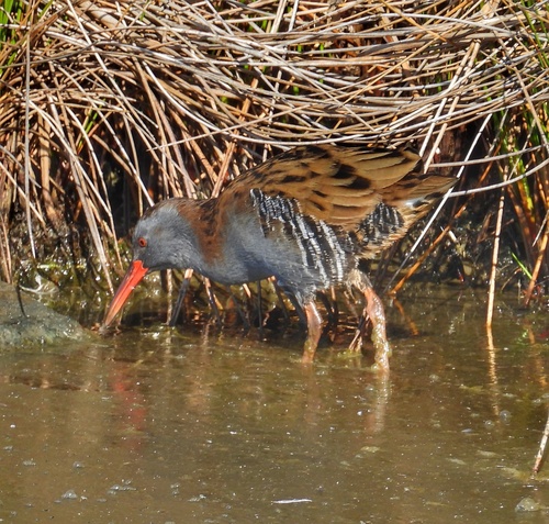 Water Rail