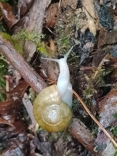 Robust Lancetooth Snail