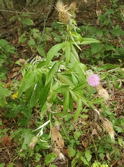 Cirsium altissimum