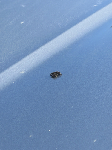 Bold Jumping Spider
