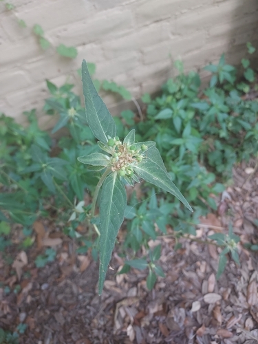green poinsettia