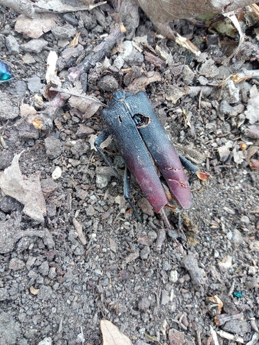 Great capricorn beetle