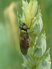Chloromyia