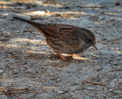 Dunnock