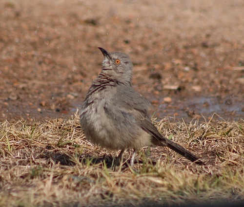 Curve-billed Thrasher