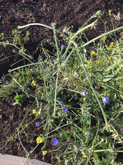 Cichorium pumilum