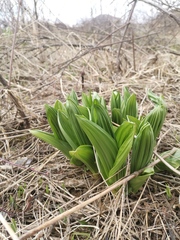 Veratrum oxysepalum
