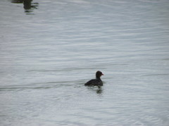 Fulica americana