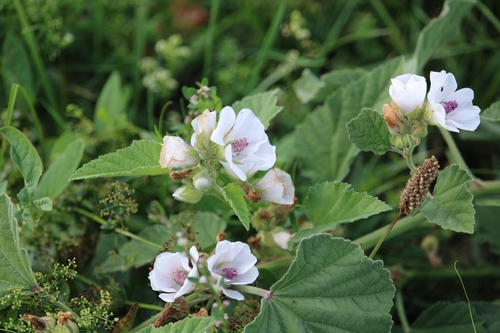 marsh mallow