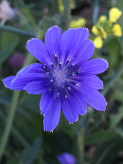 Cichorium pumilum