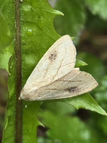 Spotted Grass Moth