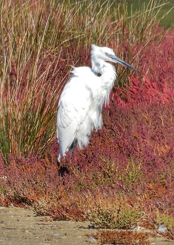 Little Egret