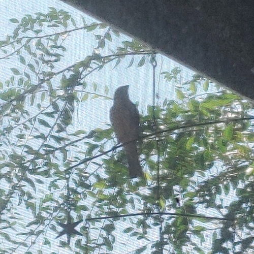 House Finch