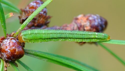 Larch Destroyer