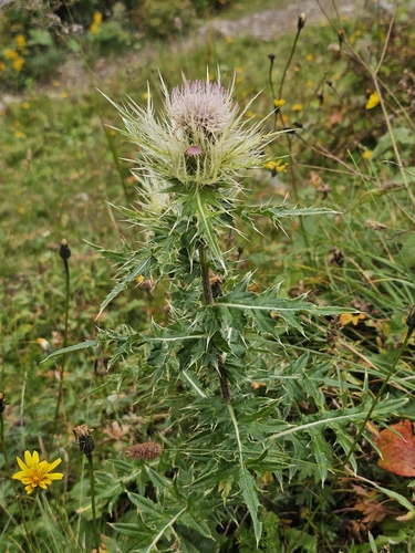 Cirsium obvallatum