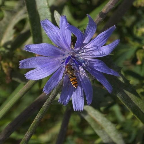 Marmalade Hover Fly