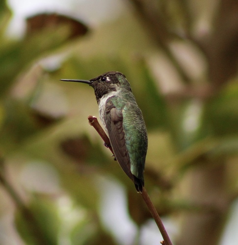 Anna's Hummingbird
