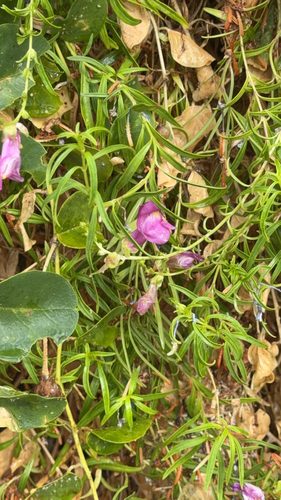 greater snapdragon