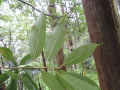 Quercus myrsinifolia