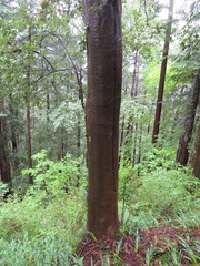 Quercus myrsinifolia
