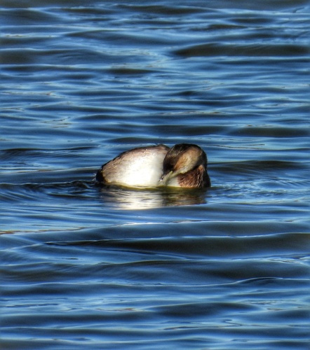Little Grebe