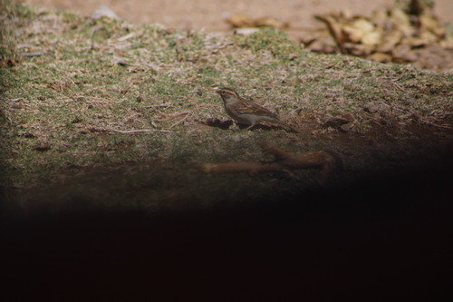 Chipping Sparrow