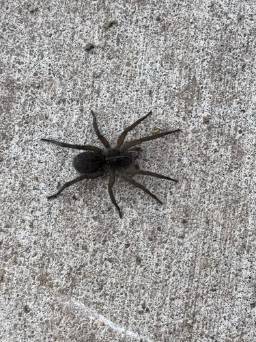 Wetland Giant Wolf Spider