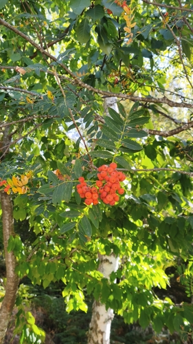 European mountain ash