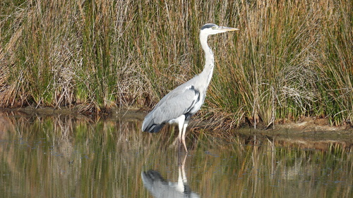Grey Heron