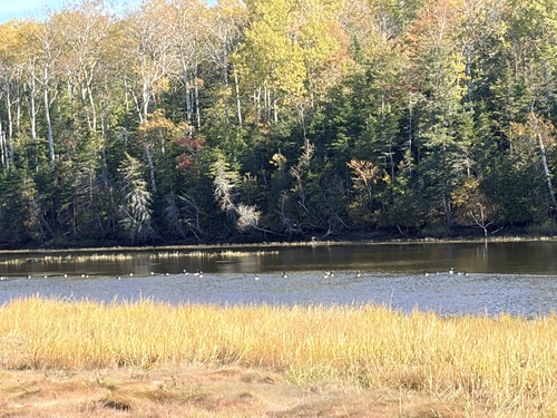 Canada Goose