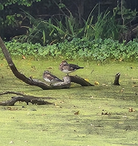 Wood Duck