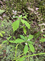 Oclemena acuminata, photograph author not stated, no rights reserved