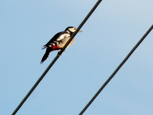 Great Spotted Woodpecker