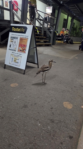 Bush Stone-curlew