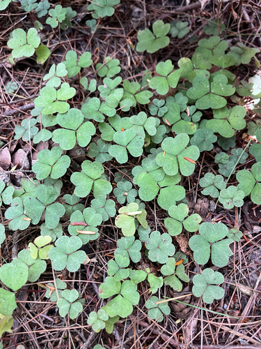 Oxalis montana