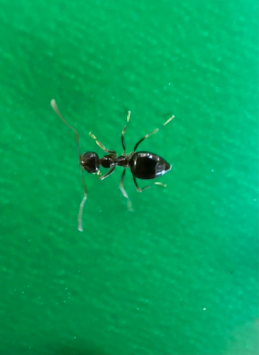 American Winter Ant