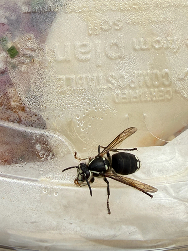 Bald-faced Hornet