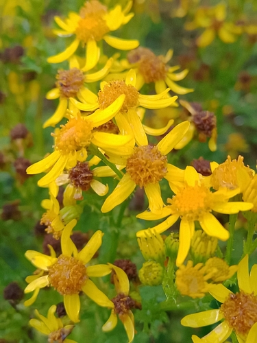 ragwort