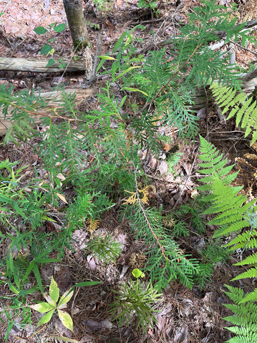 Thuja occidentalis, photograph 2