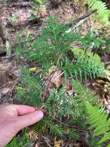 Thuja occidentalis