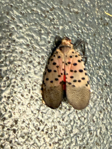 Spotted Lanternfly