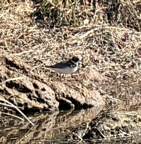 Semipalmated Plover